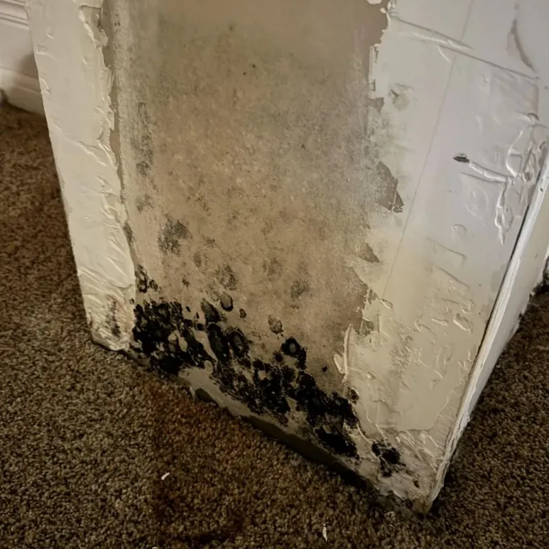 Professional Mold Removal in Overton, TX